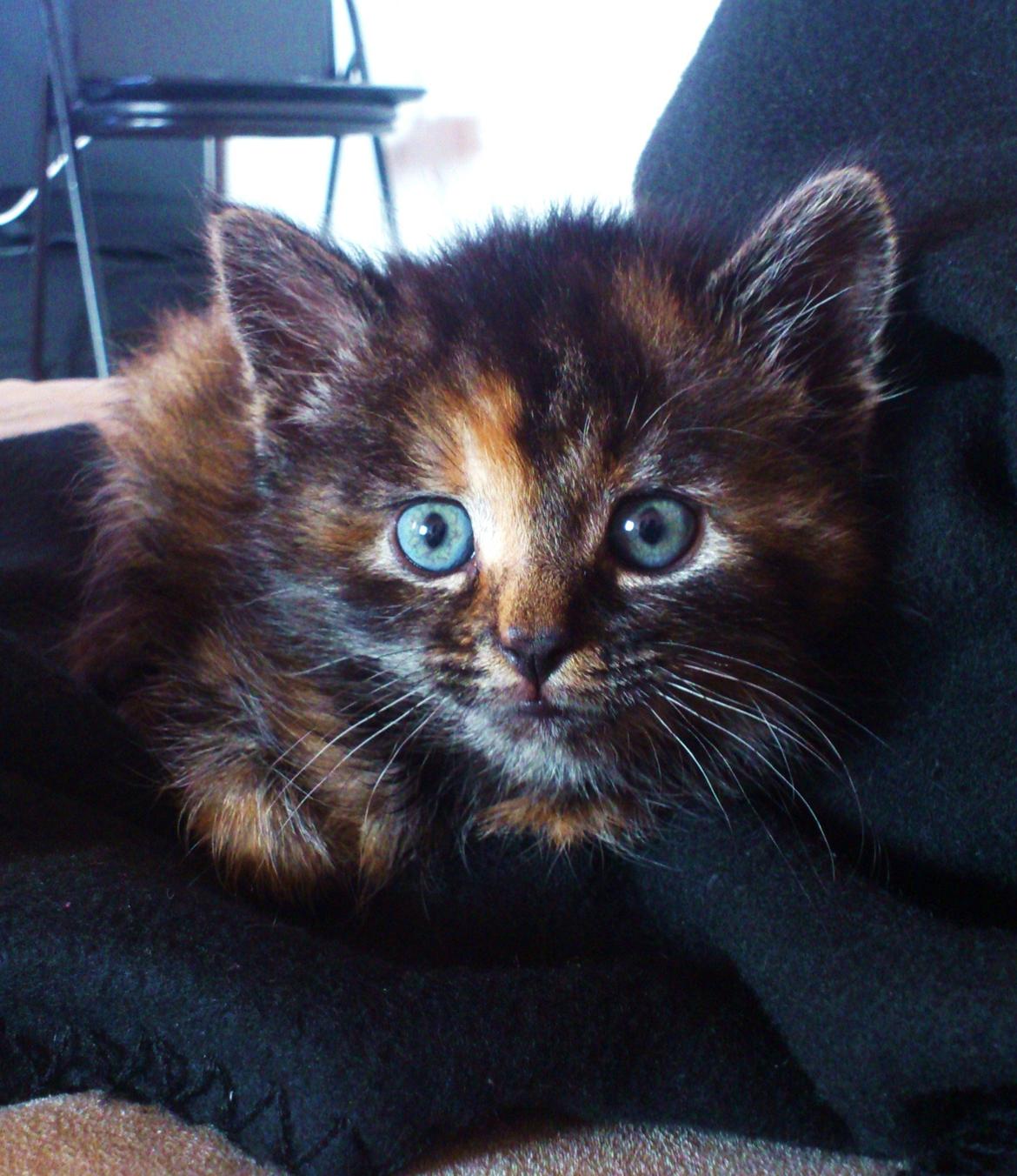 Blanding af racer Mika billede 3