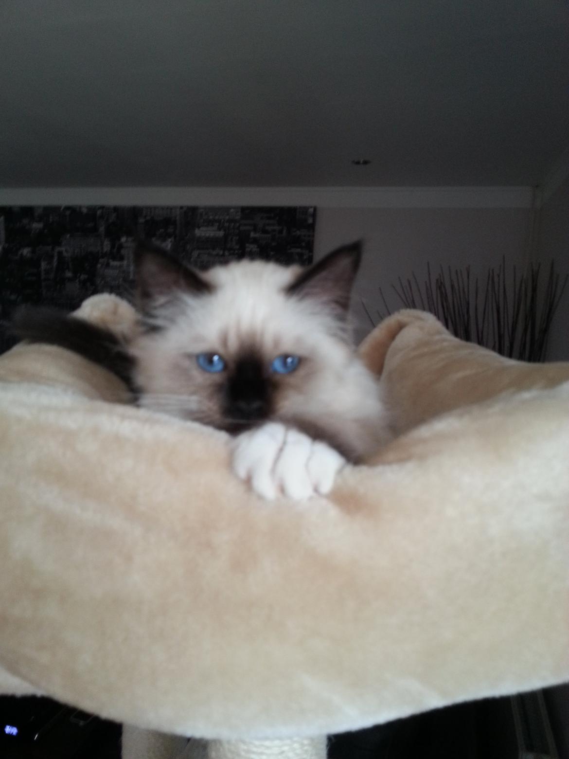 Hellig Birma Ferdinan billede 16