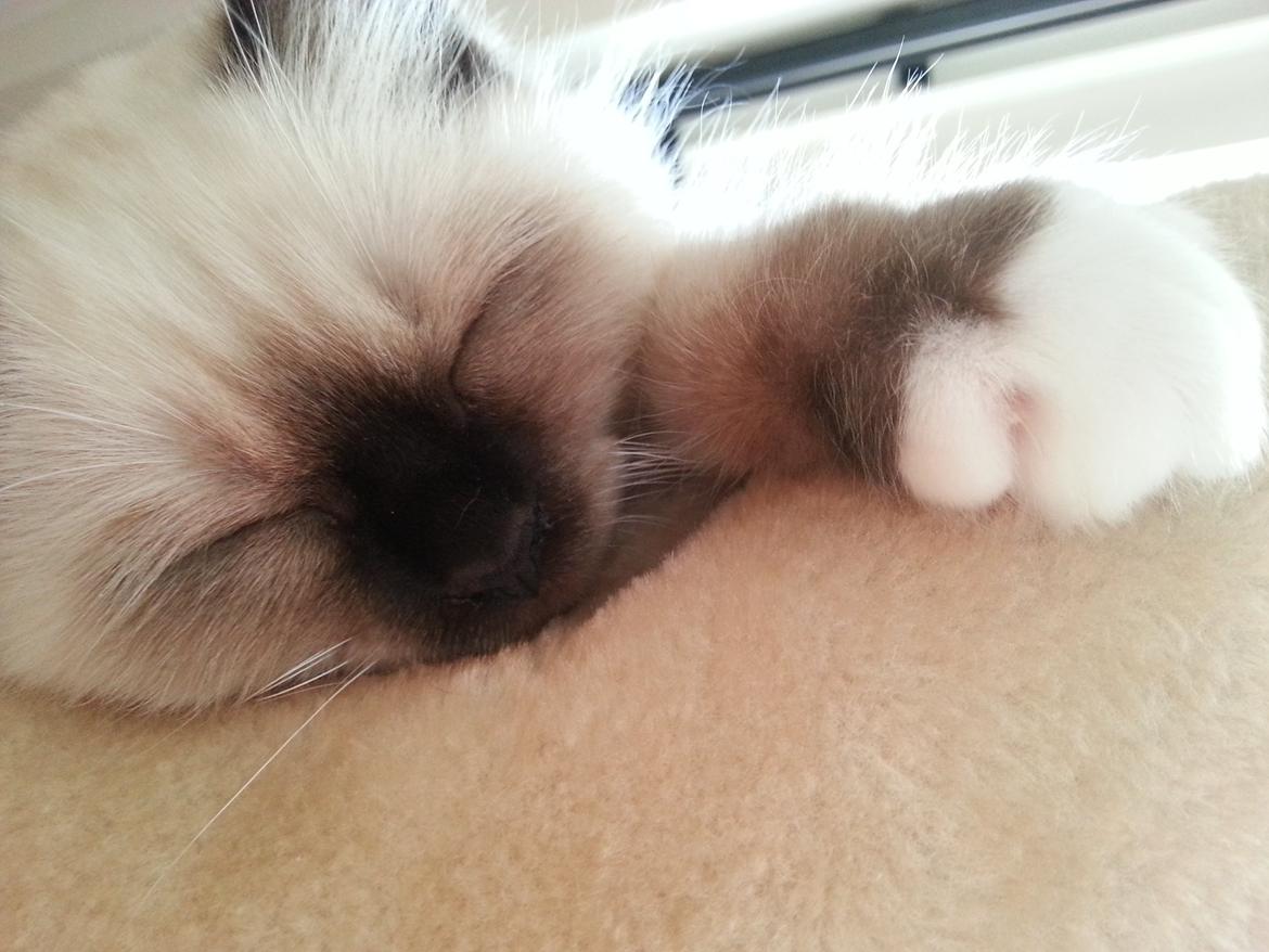 Hellig Birma Ferdinan billede 18