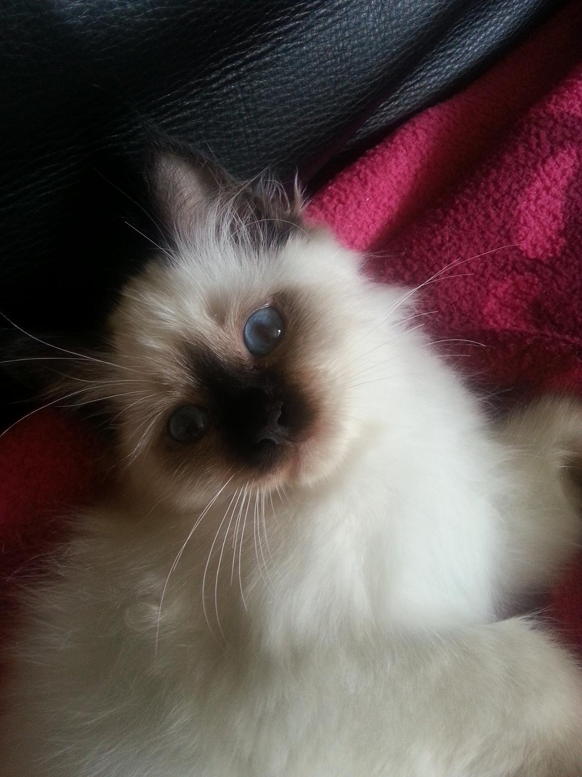 Hellig Birma Ferdinan billede 19