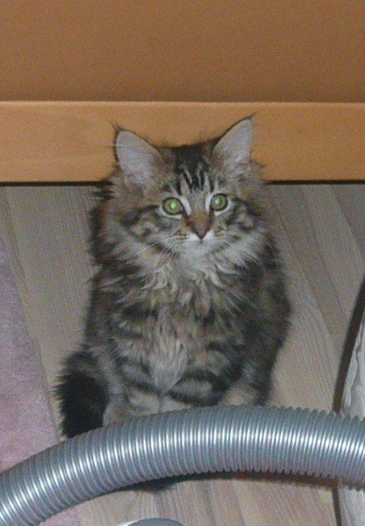 Maine Coon Daisy - Er du ikke snart færdige med at tage de billeder, så jeg kan lege videre! billede 4