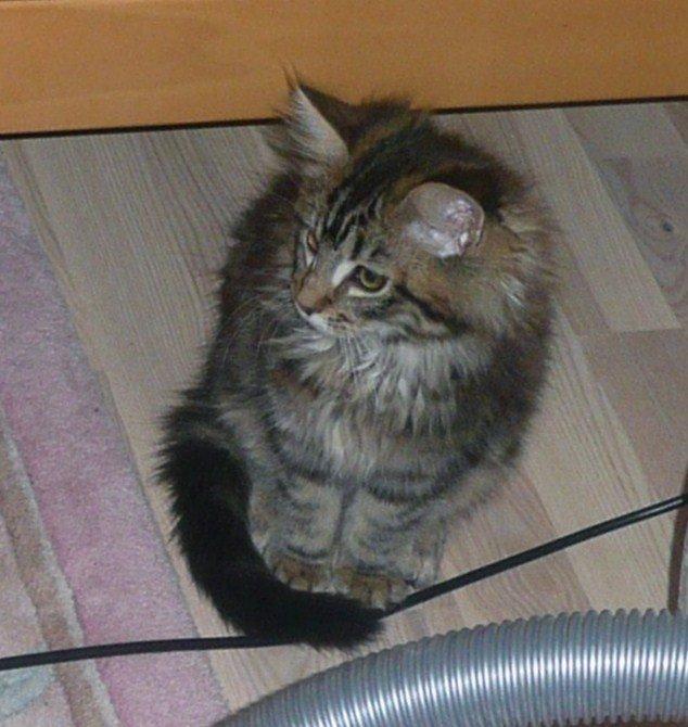 Maine Coon Daisy - Hvad sker der mon ude i køkkenet? billede 3