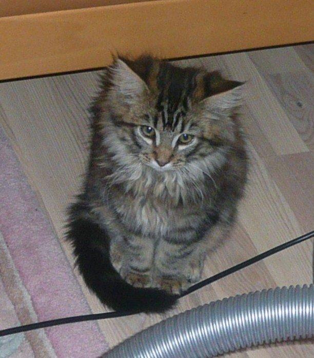 Maine Coon Daisy - Hvad mon der skal ske nu! billede 2