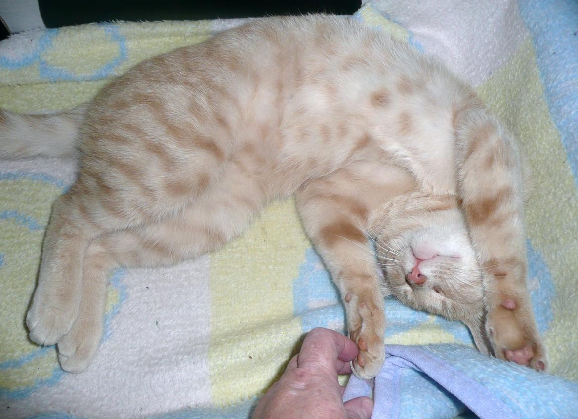 Huskat Pelle billede 1