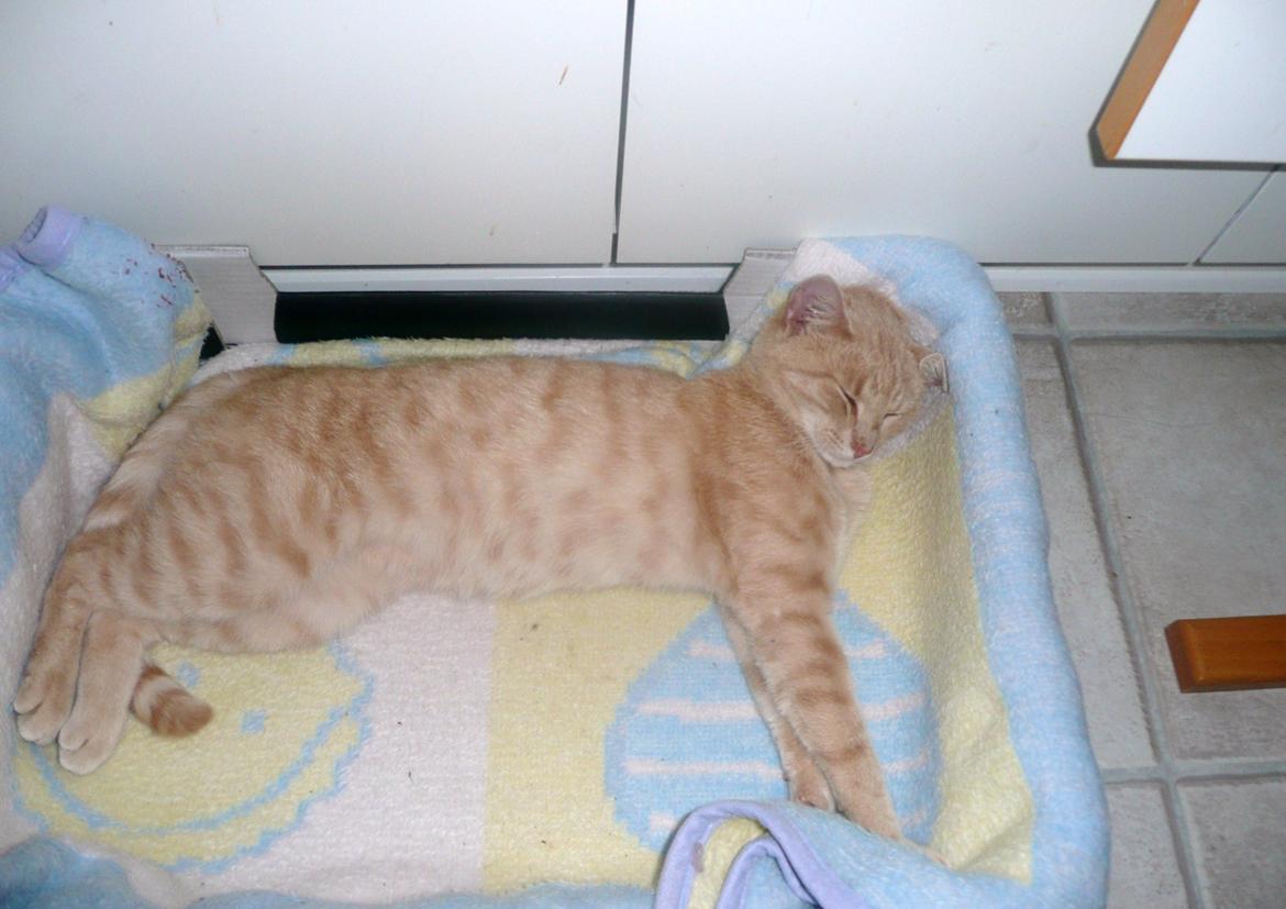 Huskat Pelle billede 2