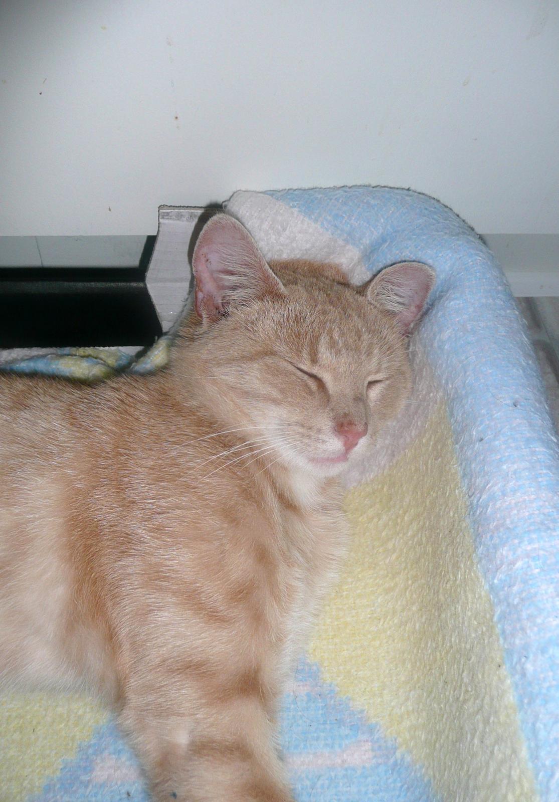 Huskat Pelle billede 3