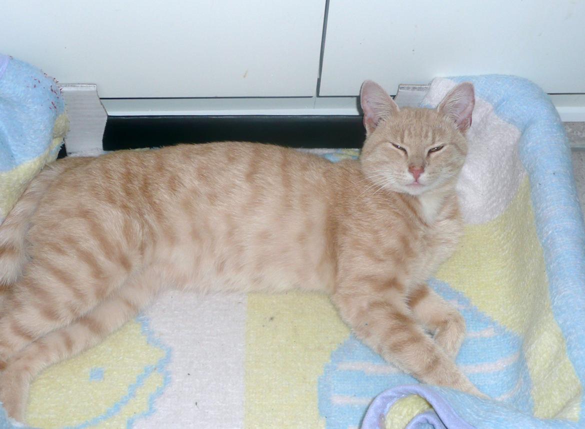 Huskat Pelle billede 4