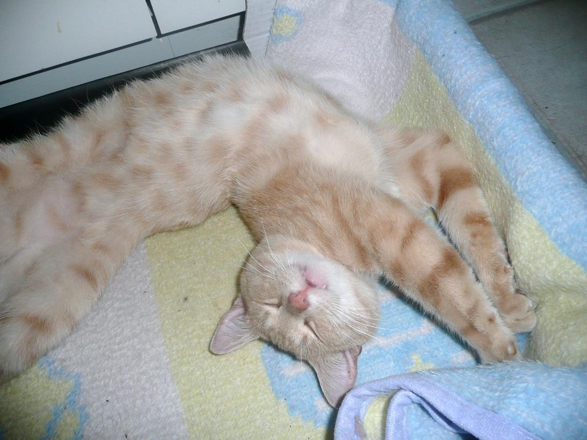 Huskat Pelle billede 5