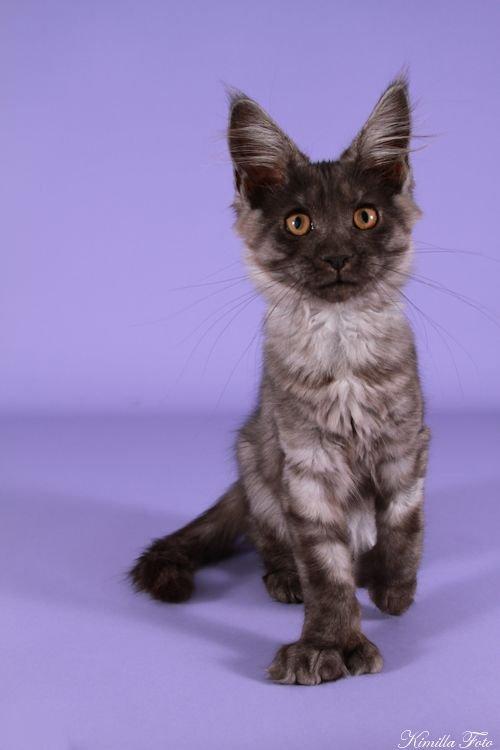 Maine Coon Kalypso PP billede 9
