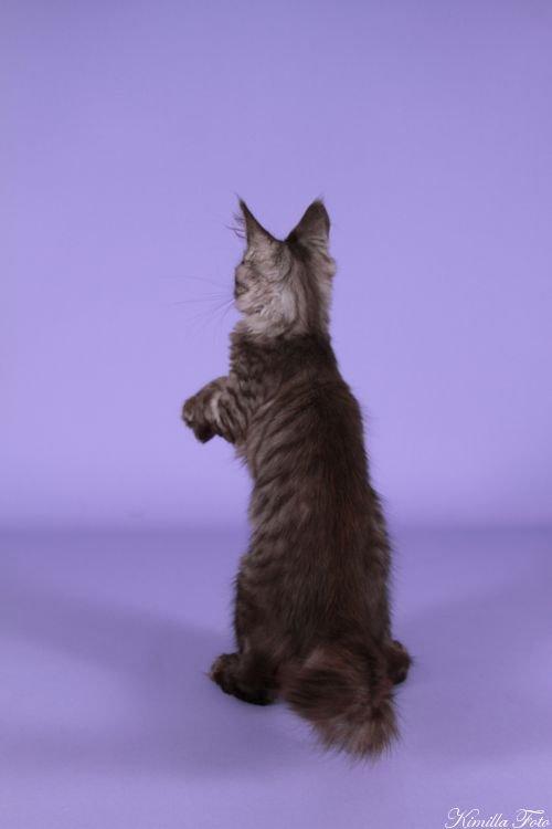 Maine Coon Kalypso PP billede 8