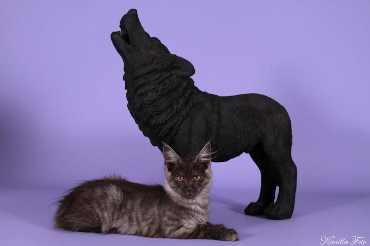 Maine Coon Kalypso PP billede 11