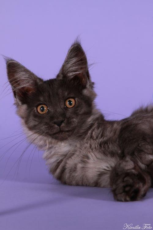 Maine Coon Kalypso PP billede 10
