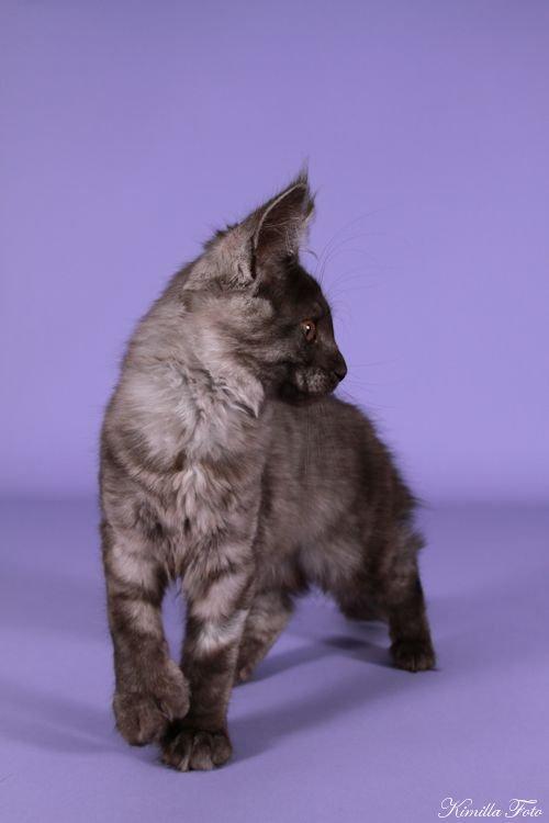 Maine Coon Kalypso PP billede 6