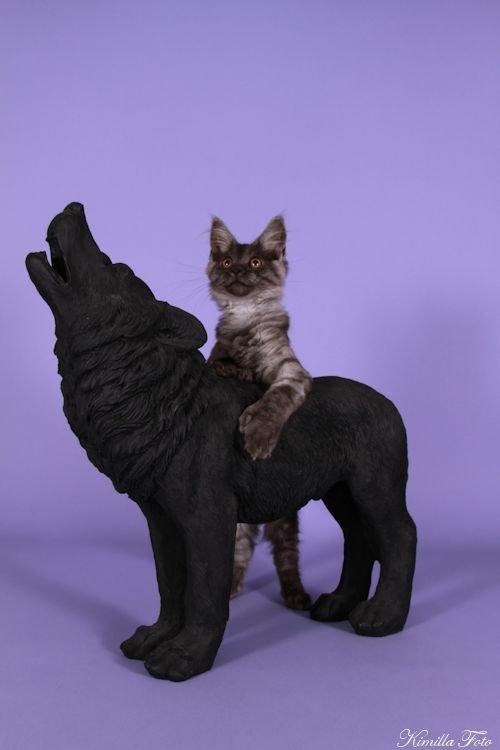 Maine Coon Kalypso PP billede 5