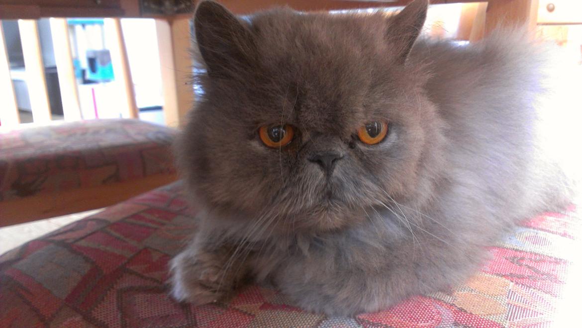 Perser Chees billede 1