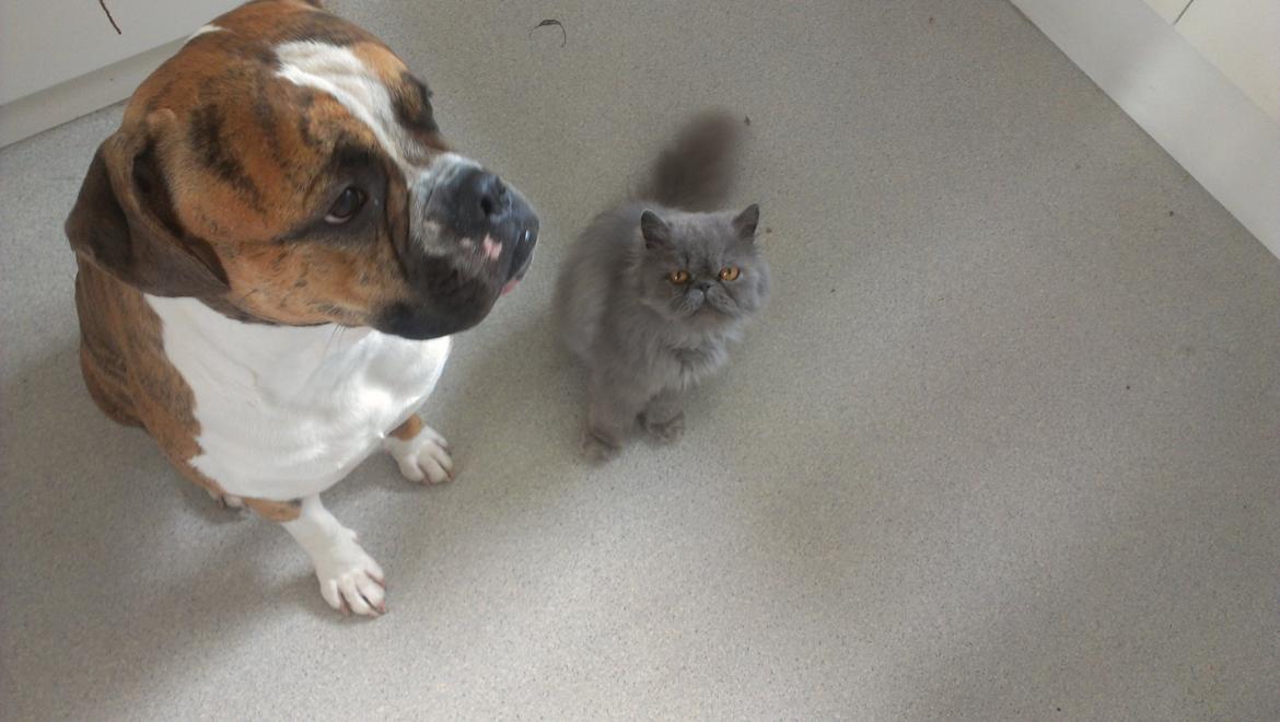 Perser Chees billede 2