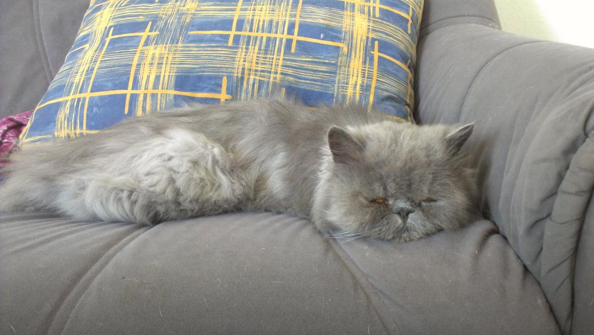 Perser Chees billede 3