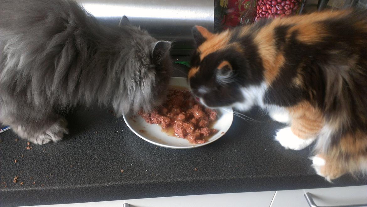 Perser Chees billede 4