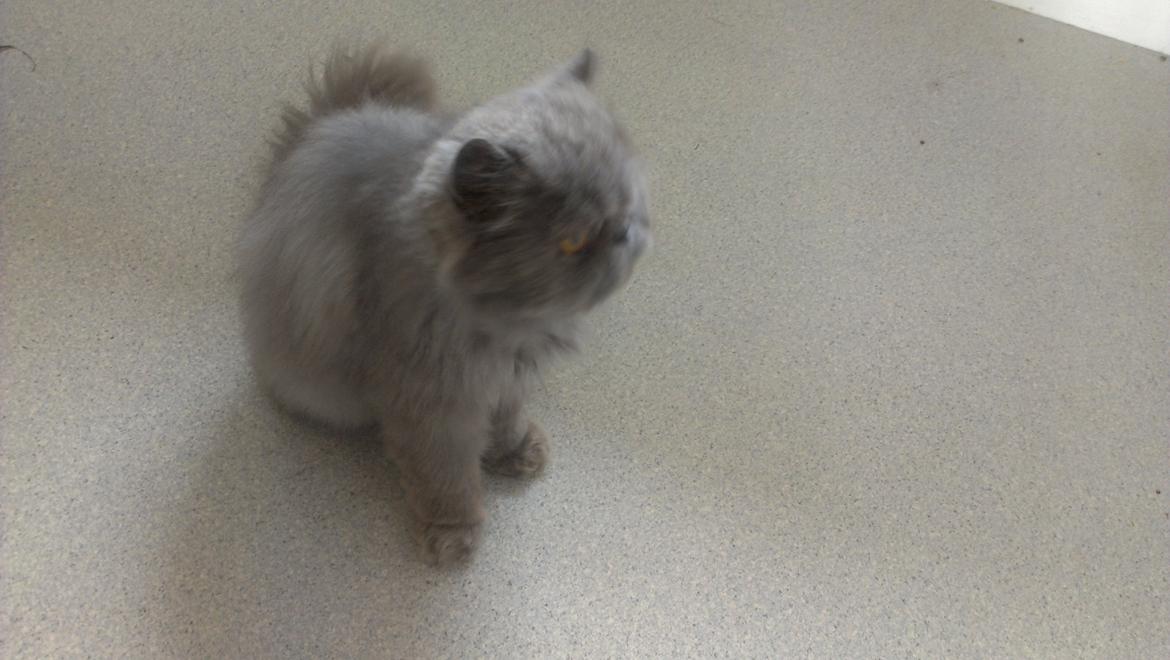 Perser Chees billede 5