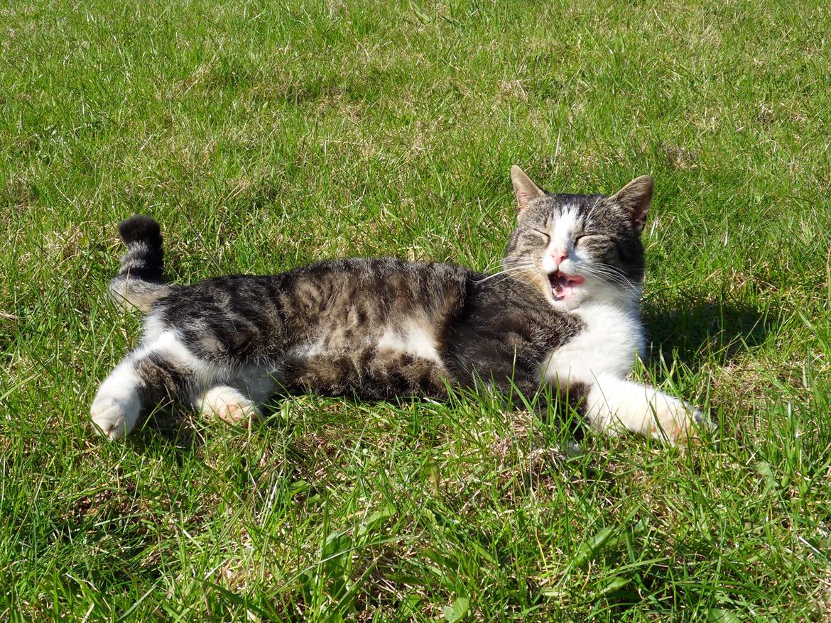 Blanding af racer Fister - Himmelkat billede 1