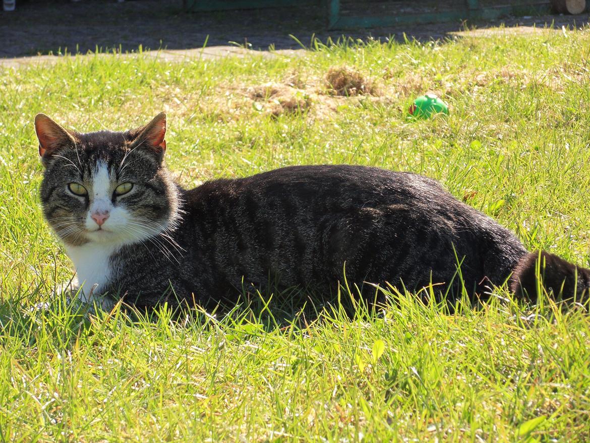 Blanding af racer Fister - Himmelkat billede 2