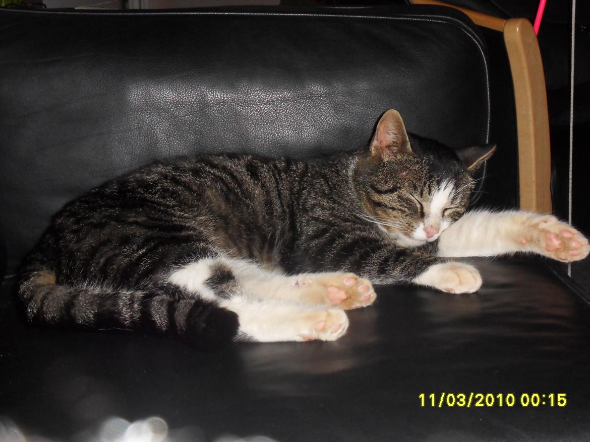 Blanding af racer Fister - Himmelkat billede 3