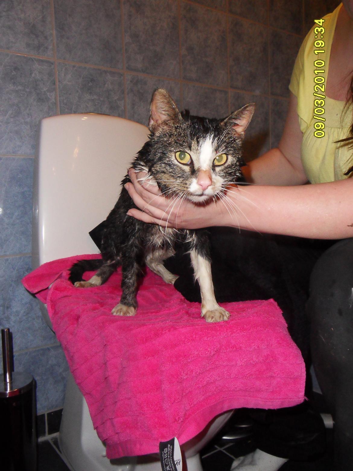 Blanding af racer Fister - Himmelkat billede 4