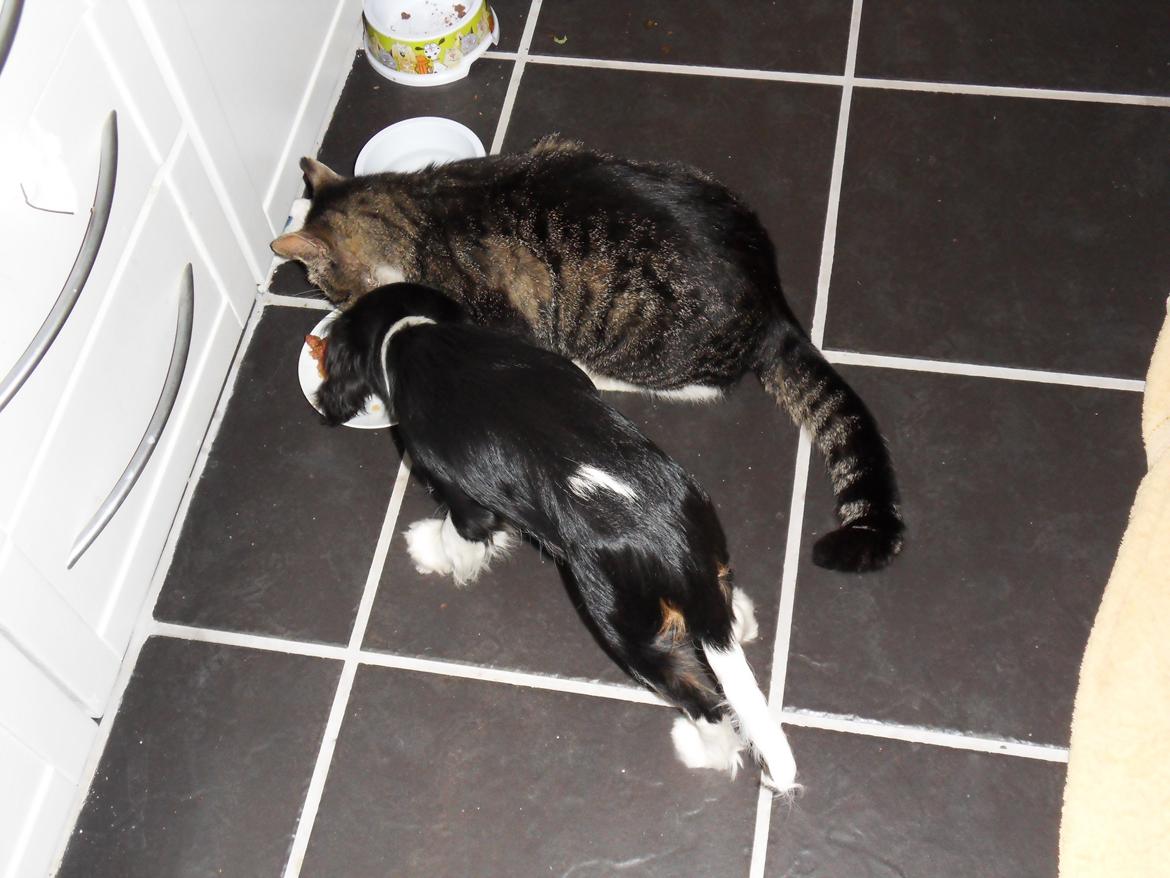 Blanding af racer Fister - Himmelkat billede 5