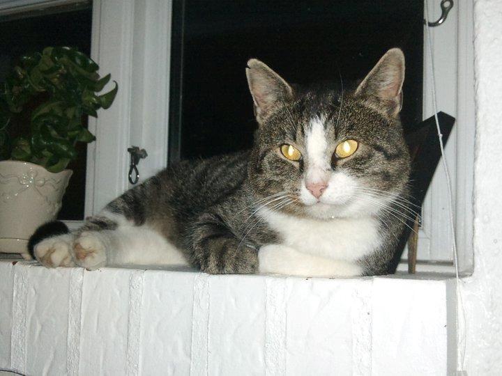 Blanding af racer Fister - Himmelkat billede 6