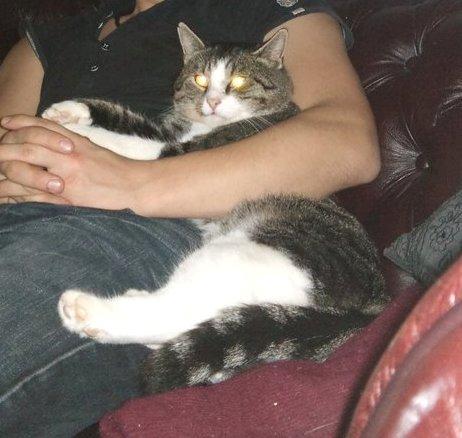 Blanding af racer Fister - Himmelkat billede 7