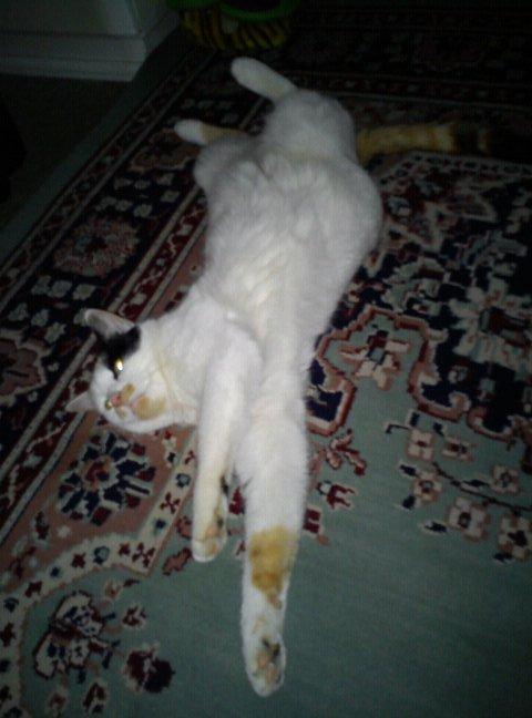 Huskat Luba billede 20
