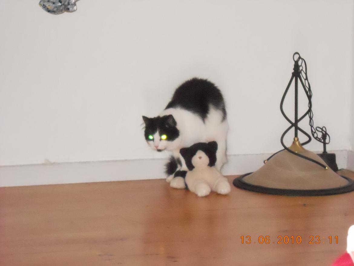 Blanding af racer Tarzan billede 8