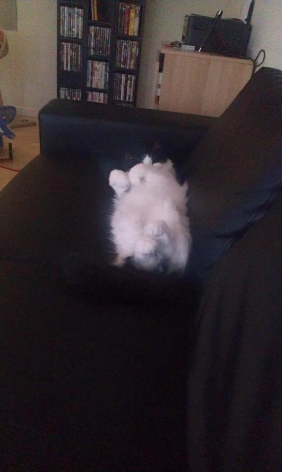 Blanding af racer Tarzan billede 11