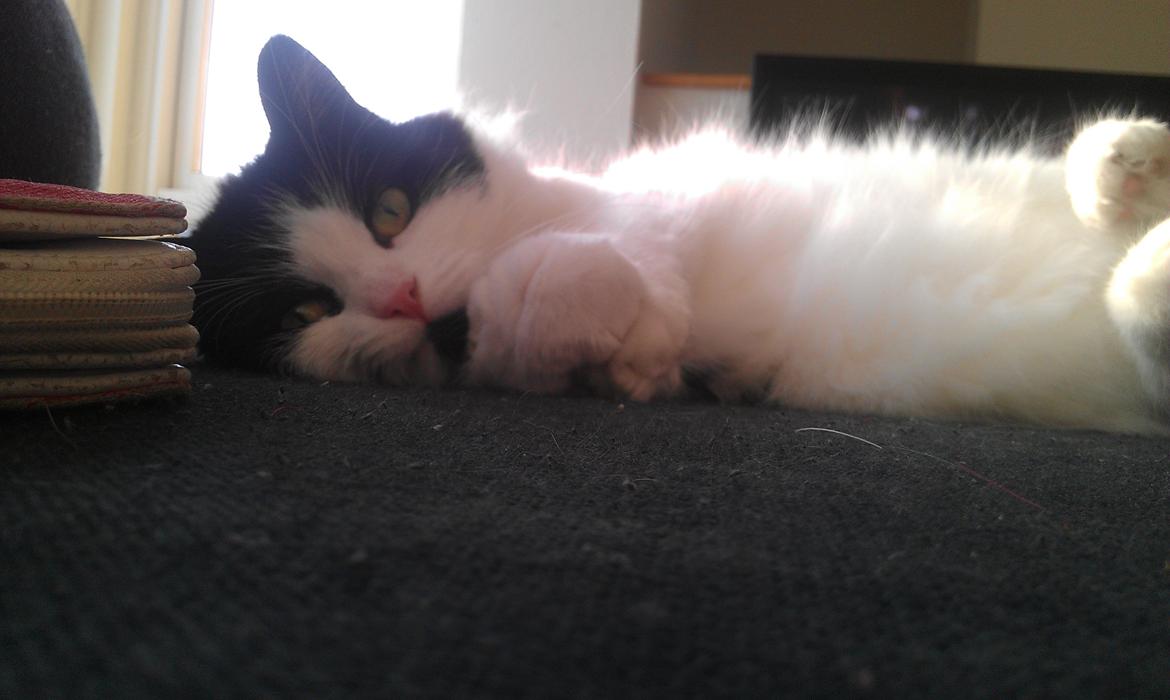 Blanding af racer Tarzan billede 17