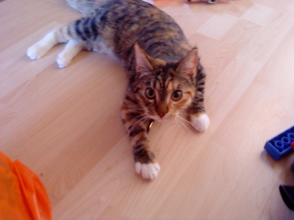 Blanding af racer kidd billede 1