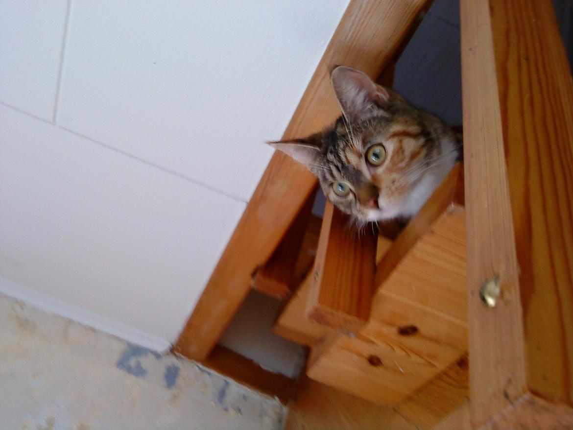 Blanding af racer kidd billede 2