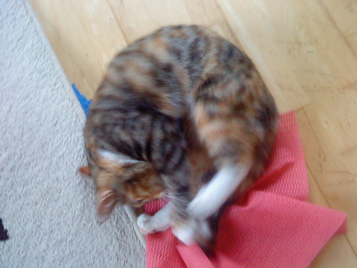 Blanding af racer kidd billede 3