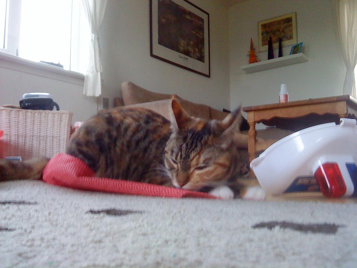 Blanding af racer kidd billede 4