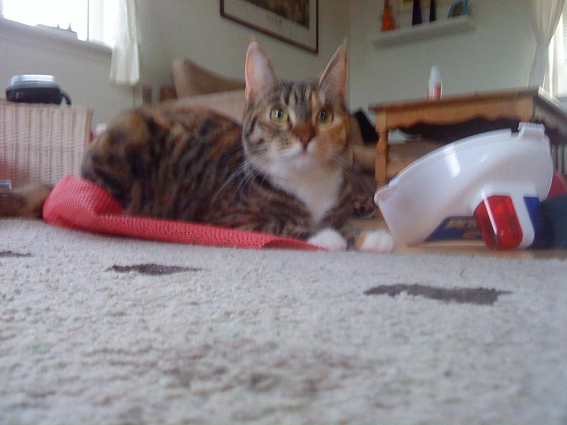 Blanding af racer kidd billede 5