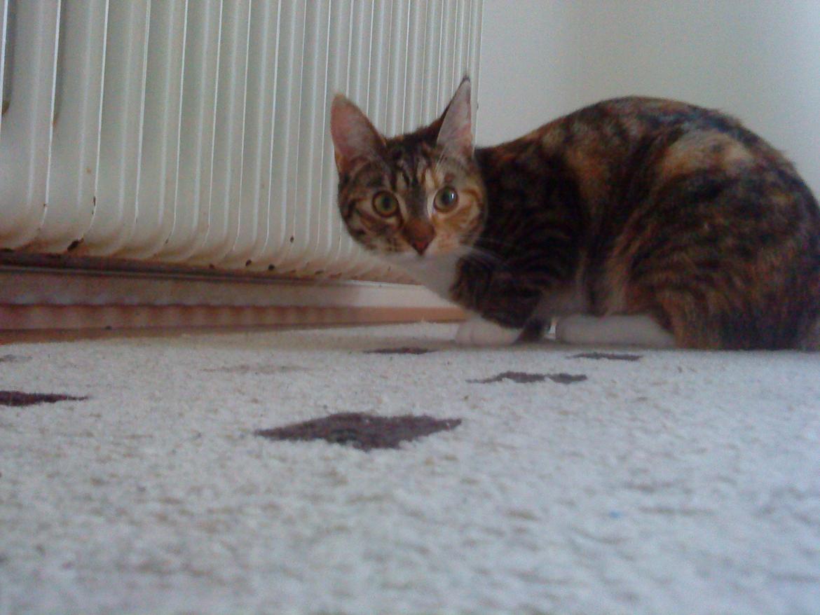 Blanding af racer kidd billede 6