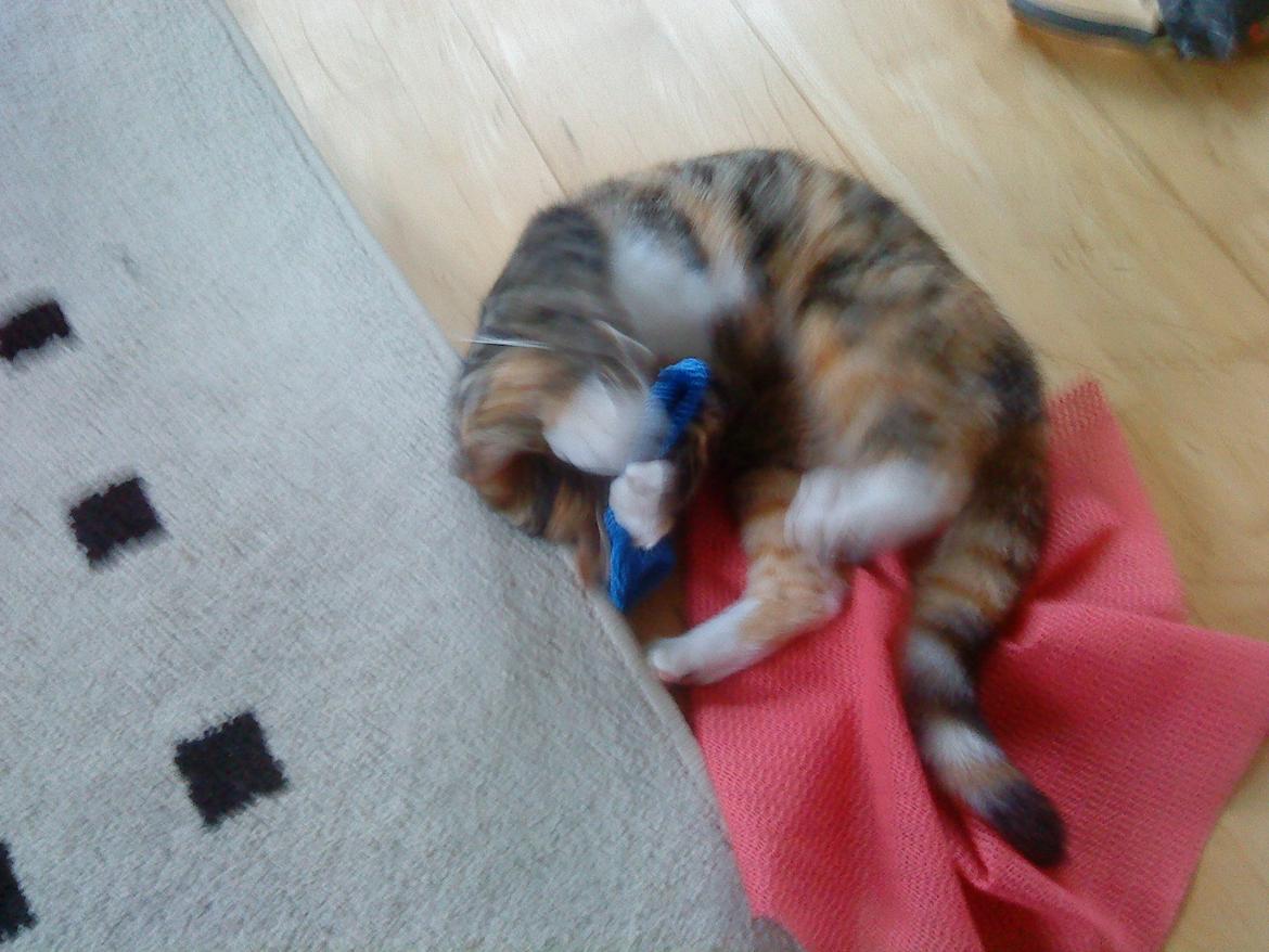 Blanding af racer kidd billede 7