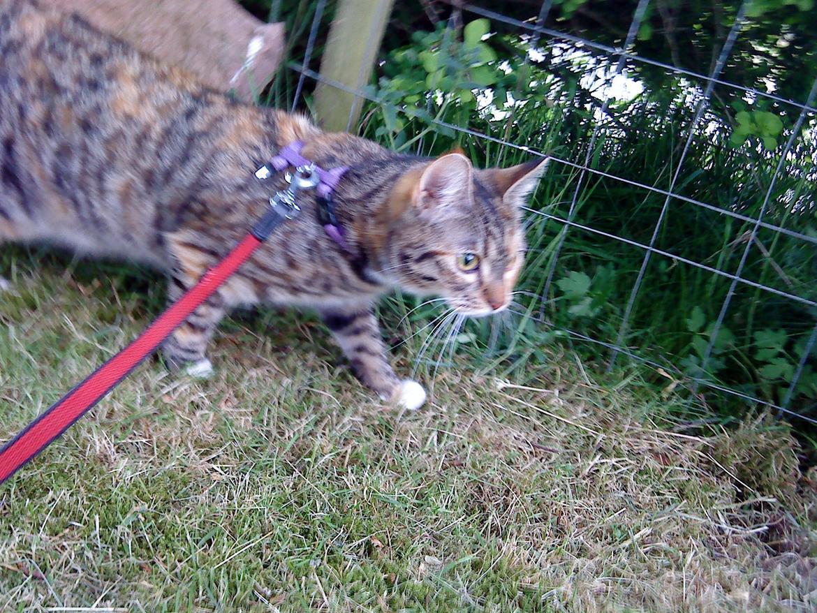 Blanding af racer kidd billede 8