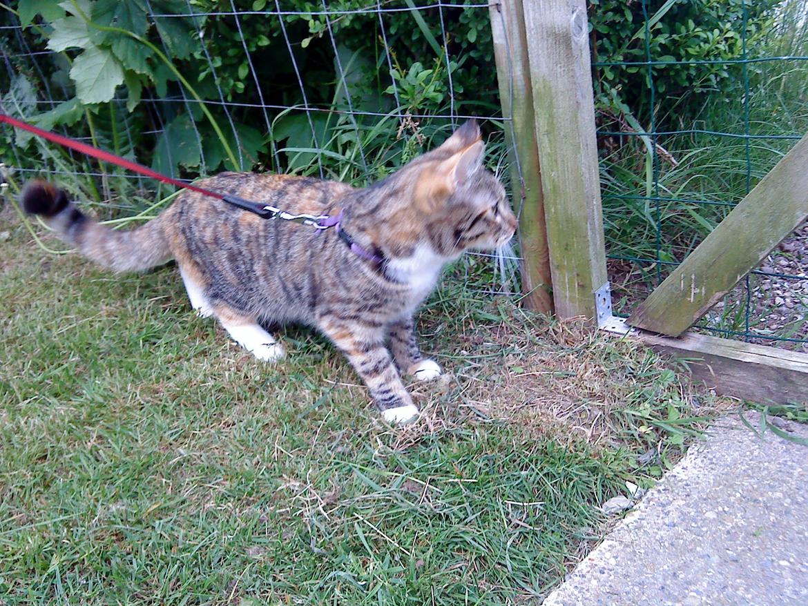 Blanding af racer kidd billede 9