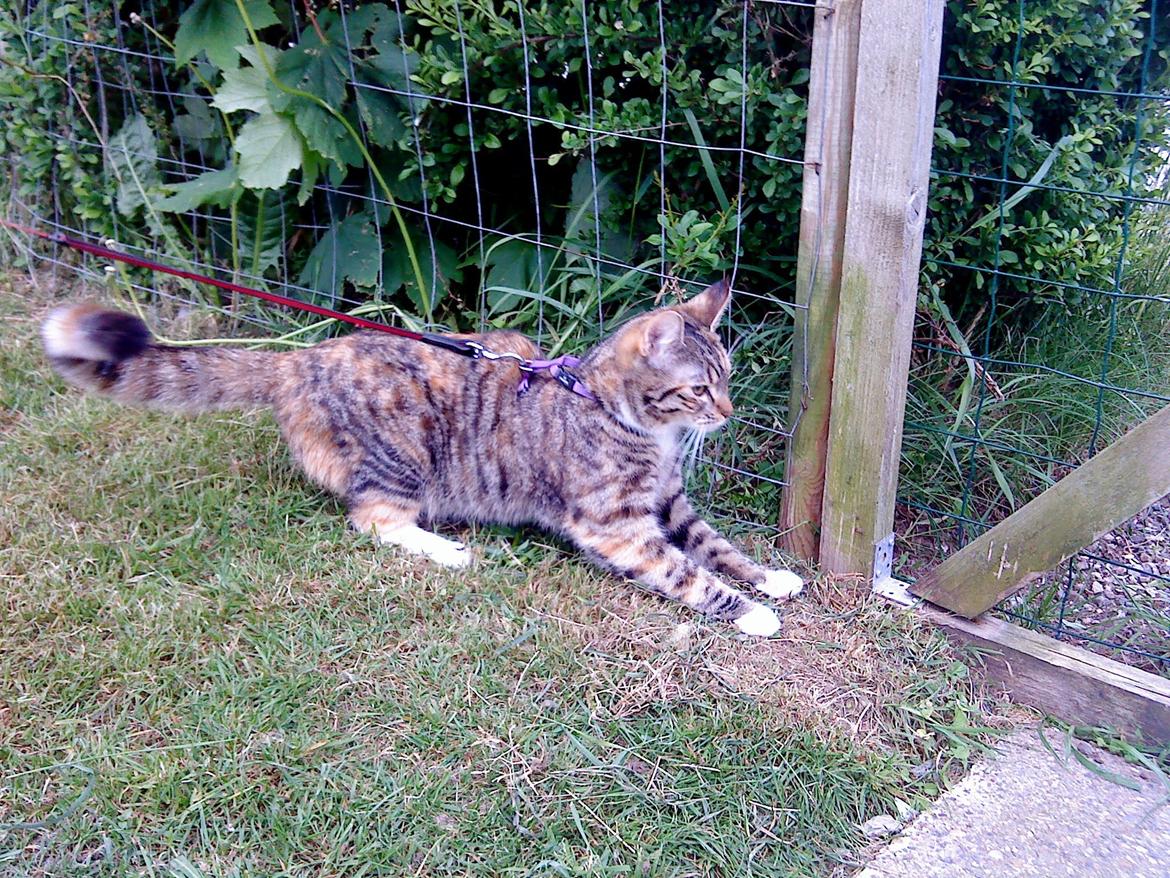 Blanding af racer kidd billede 10