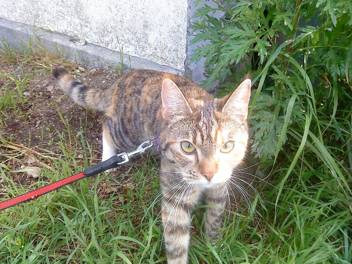 Blanding af racer kidd billede 11