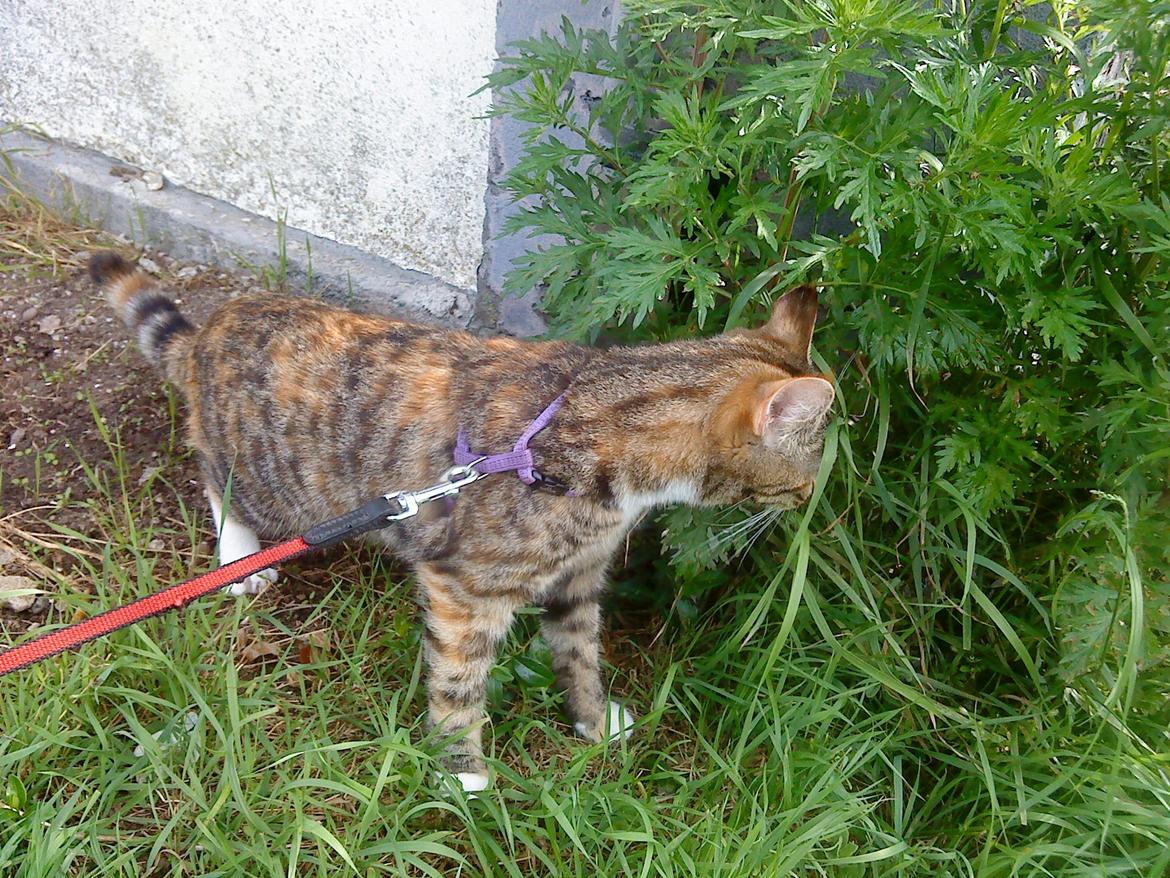 Blanding af racer kidd billede 12