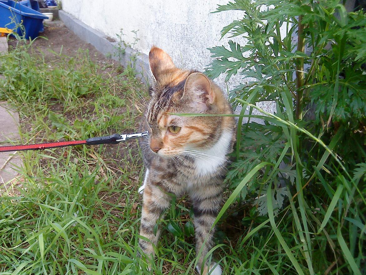 Blanding af racer kidd billede 13