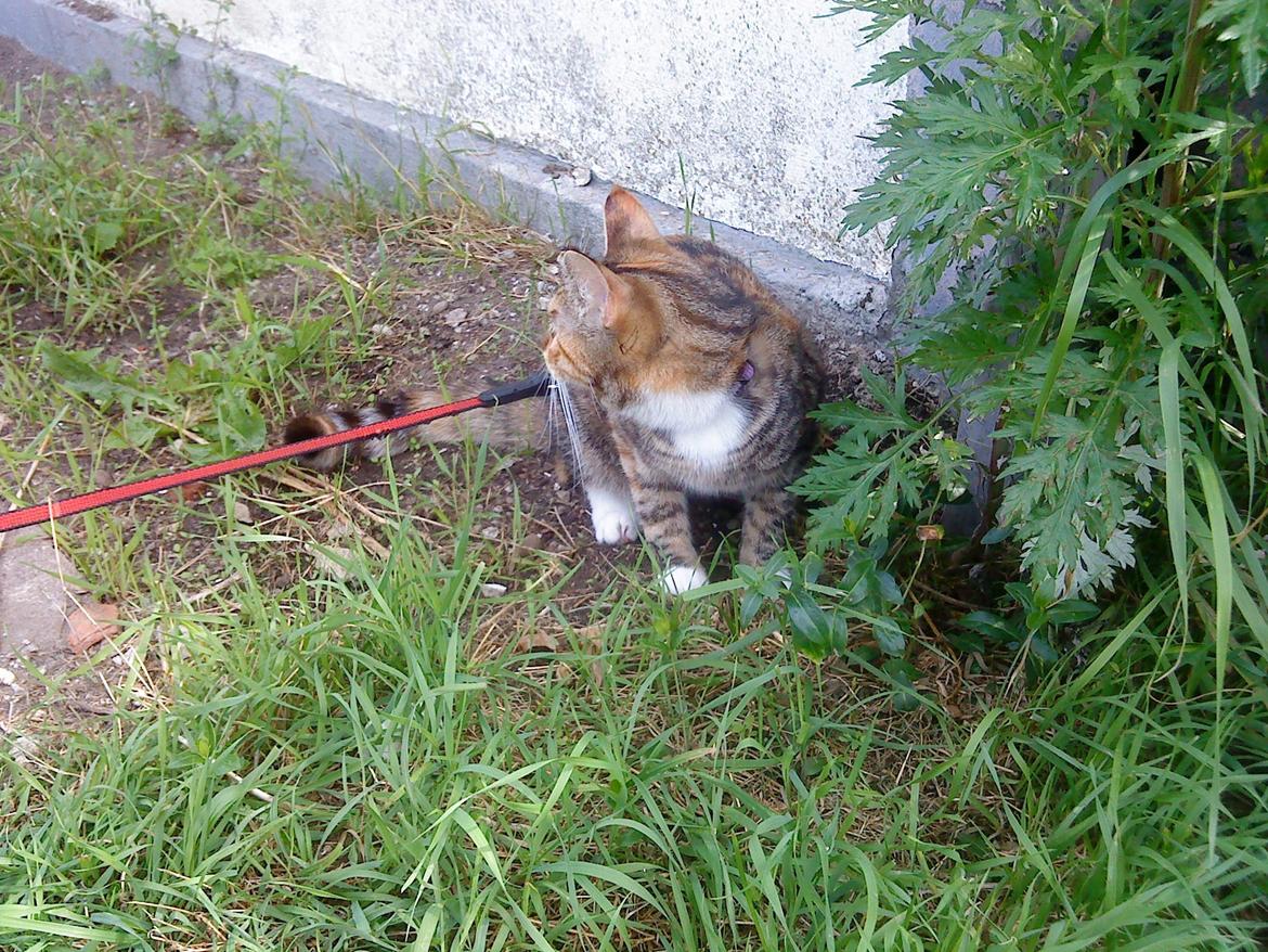 Blanding af racer kidd billede 14