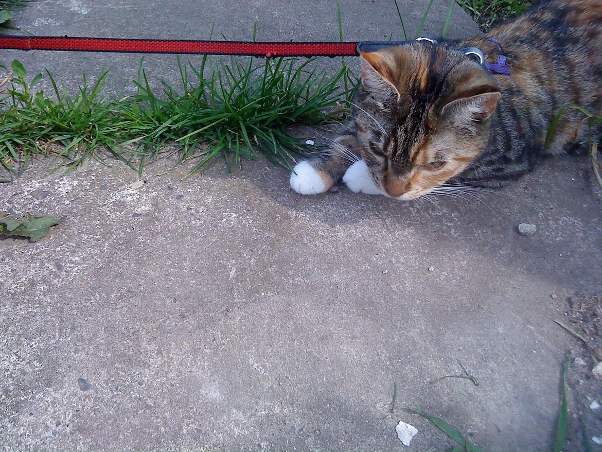 Blanding af racer kidd billede 15