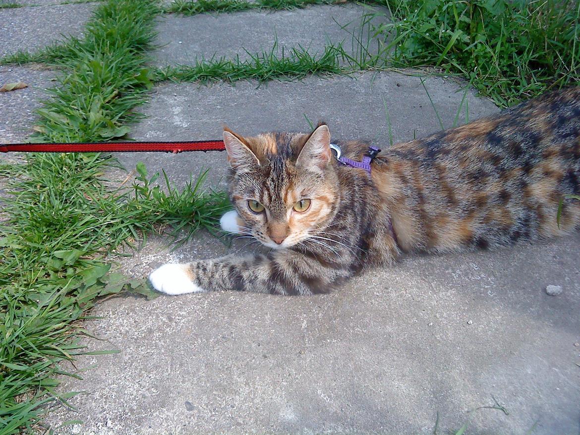 Blanding af racer kidd billede 16